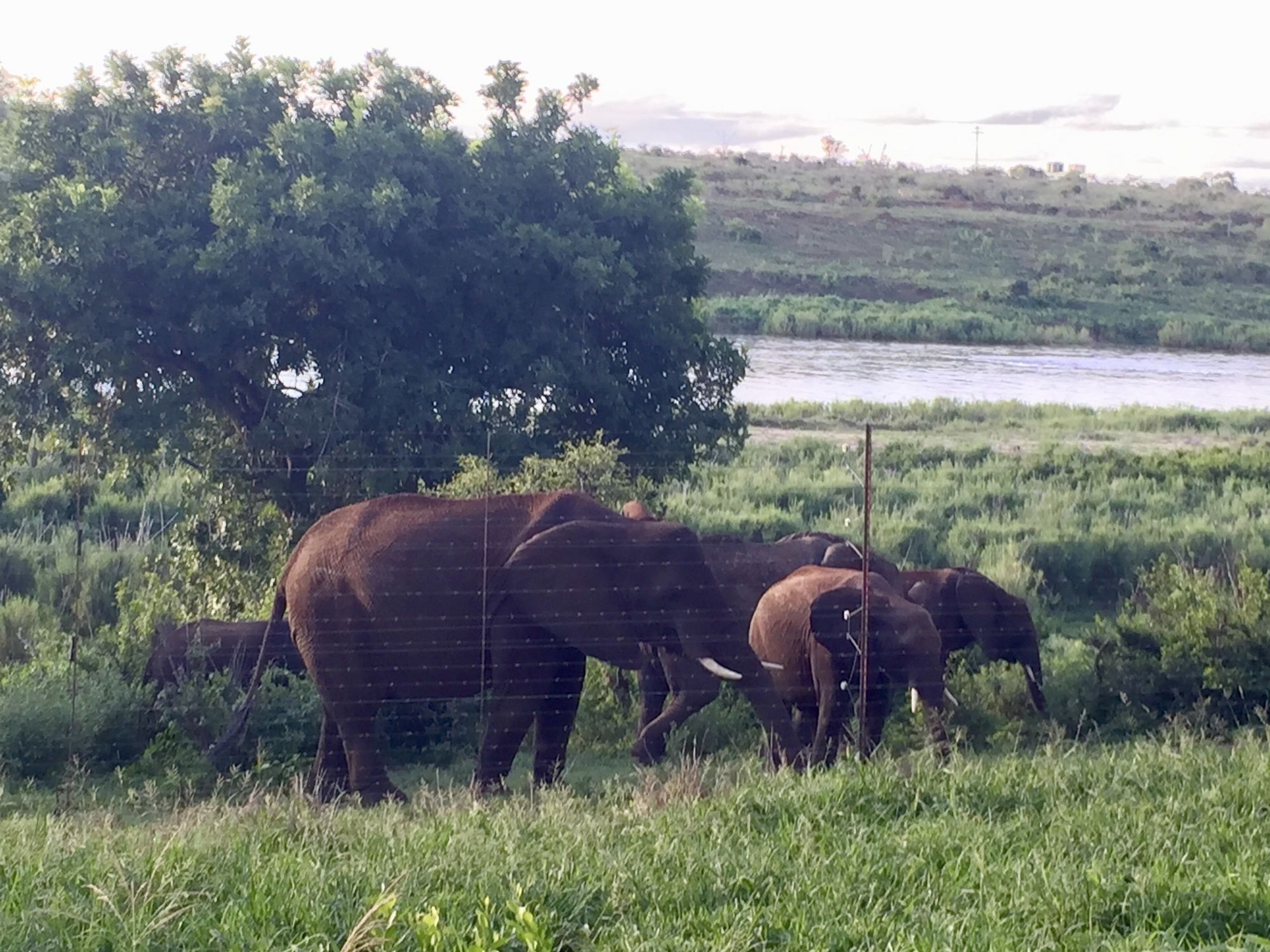 Elephant Walk Retreat Komatipoort Dış mekan fotoğraf